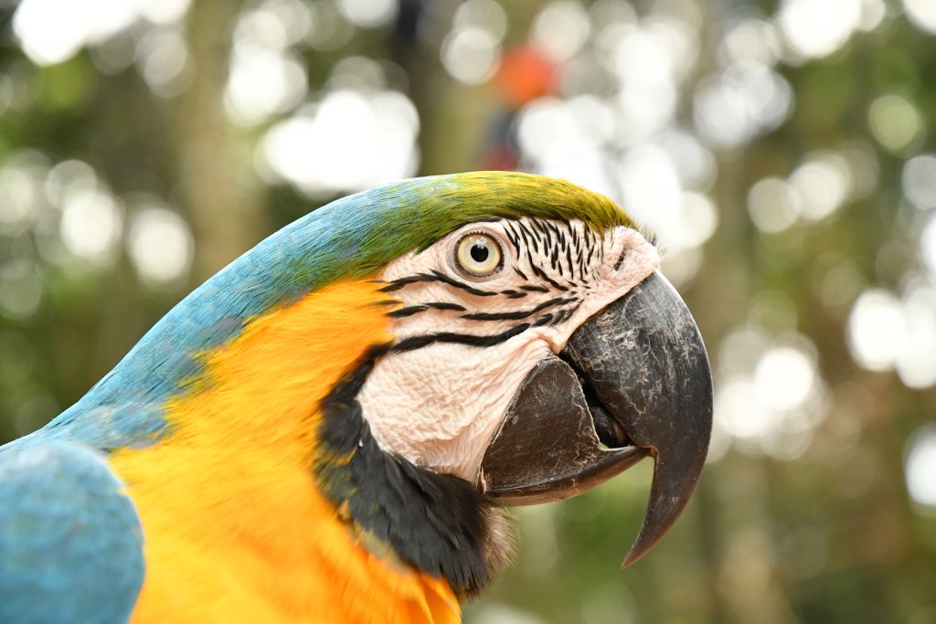 Aves en Iguazu