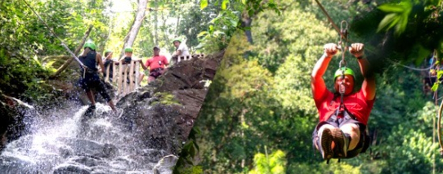 imagen jungle Fly
